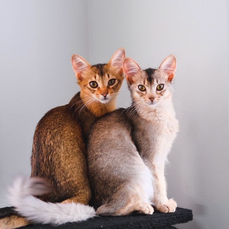 Abyssinian