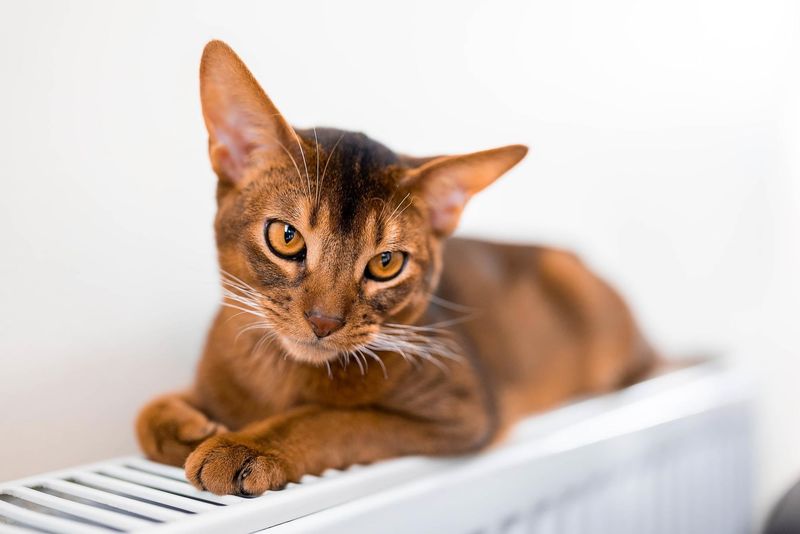 Abyssinian