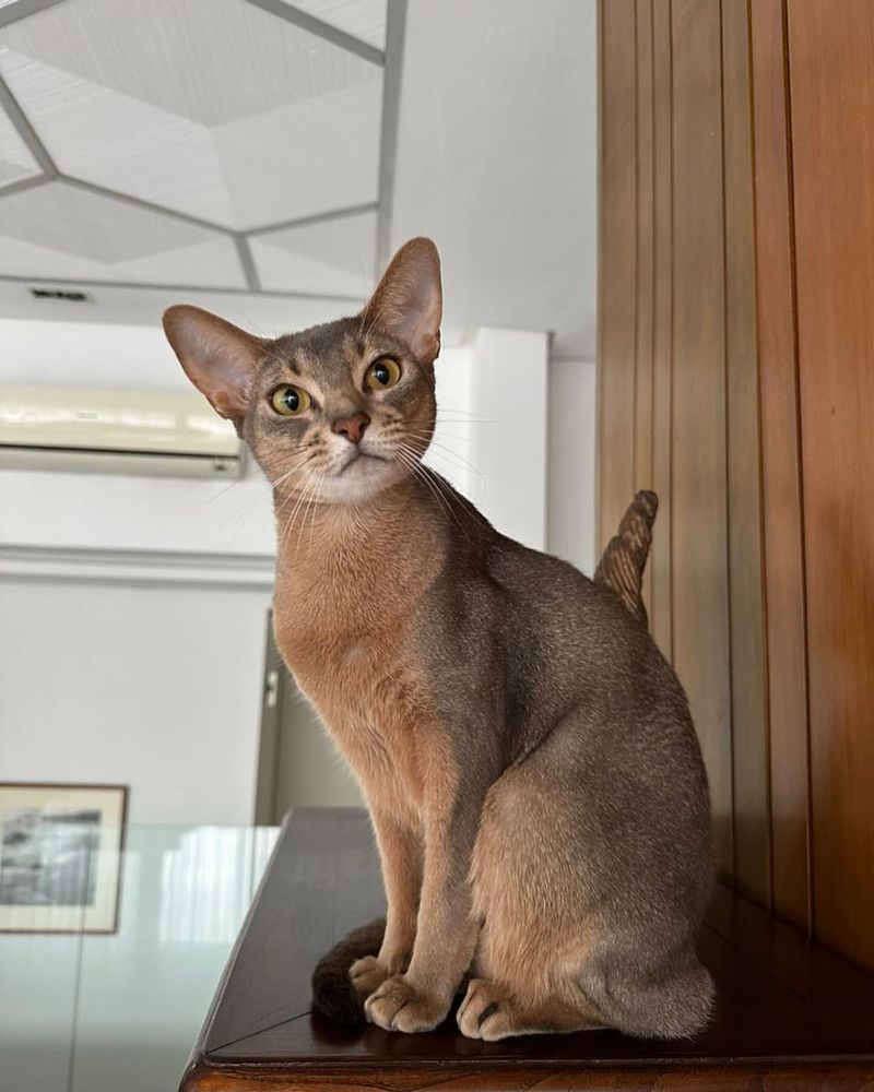 Abyssinian