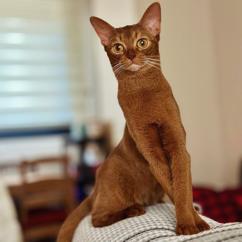 Abyssinian