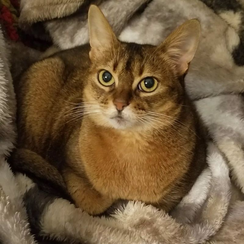 Abyssinian