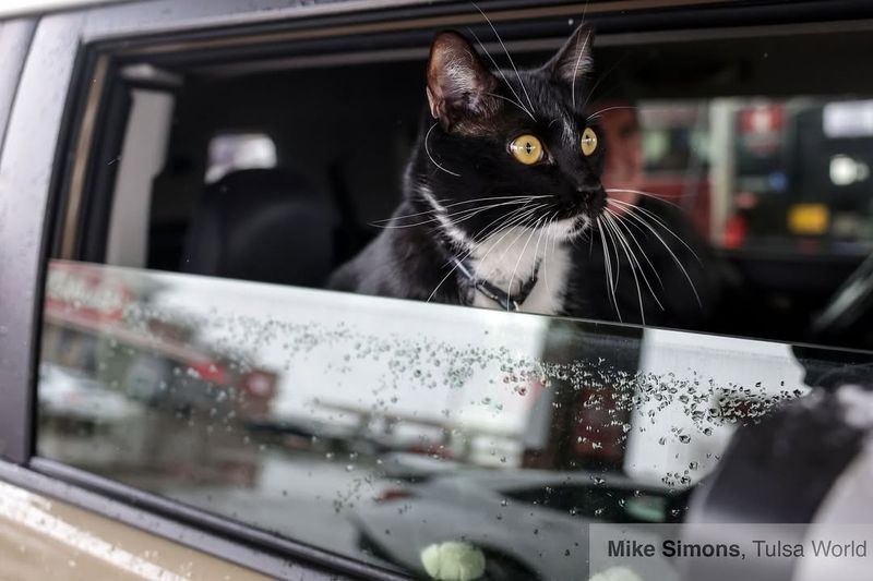 Acclimate Your Cat to Car Rides