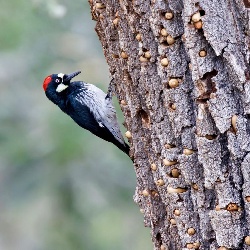 Acorn Woodpecker