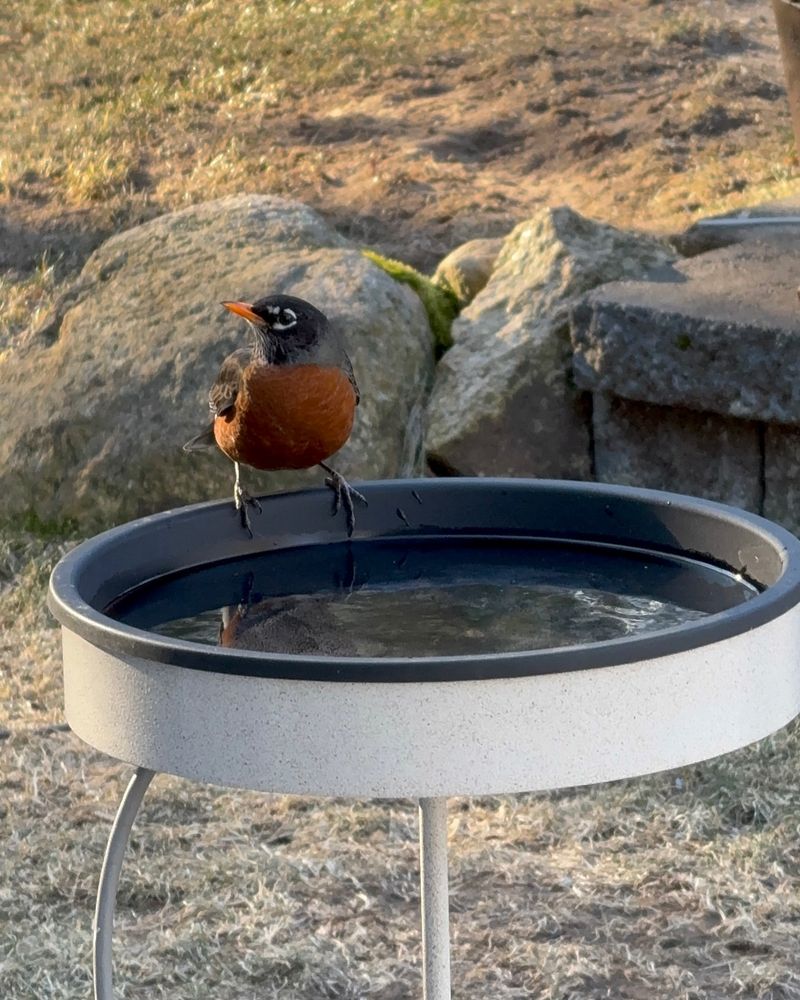 Add Heated Birdbath