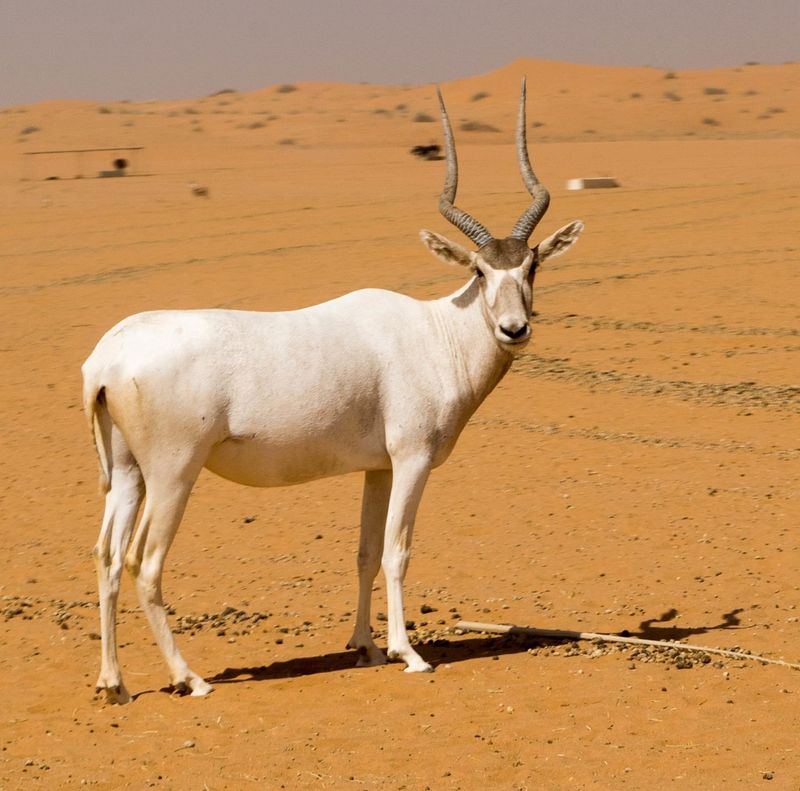 Addax Antelope