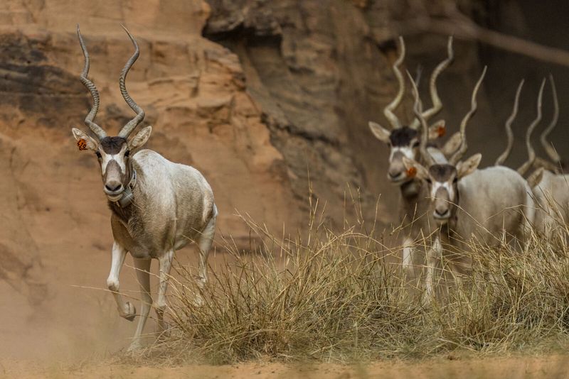 Addax (Screwhorn Antelope)