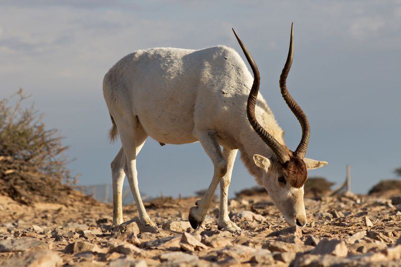 Addax (White Antelope)