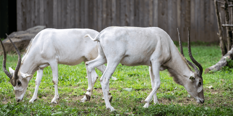 Addax