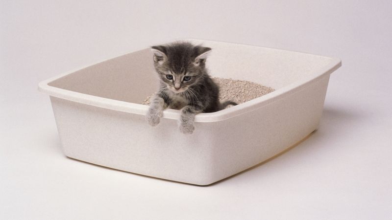 Addressing Litter Box Issues