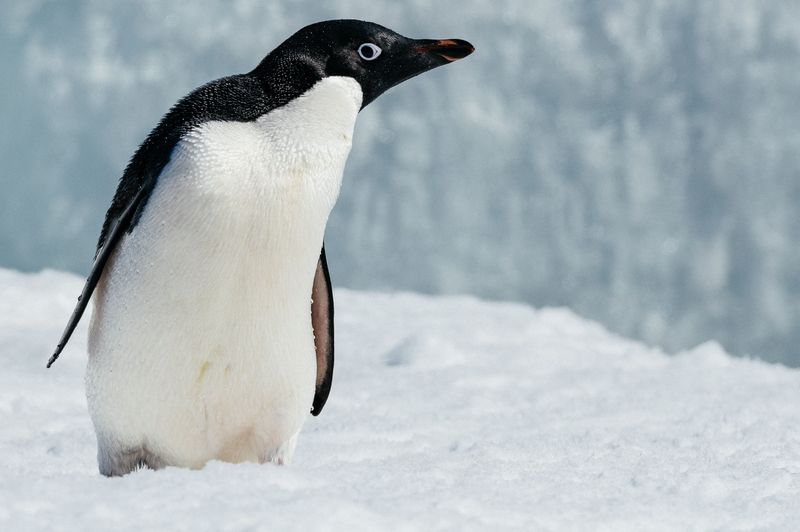 Adélie Penguin