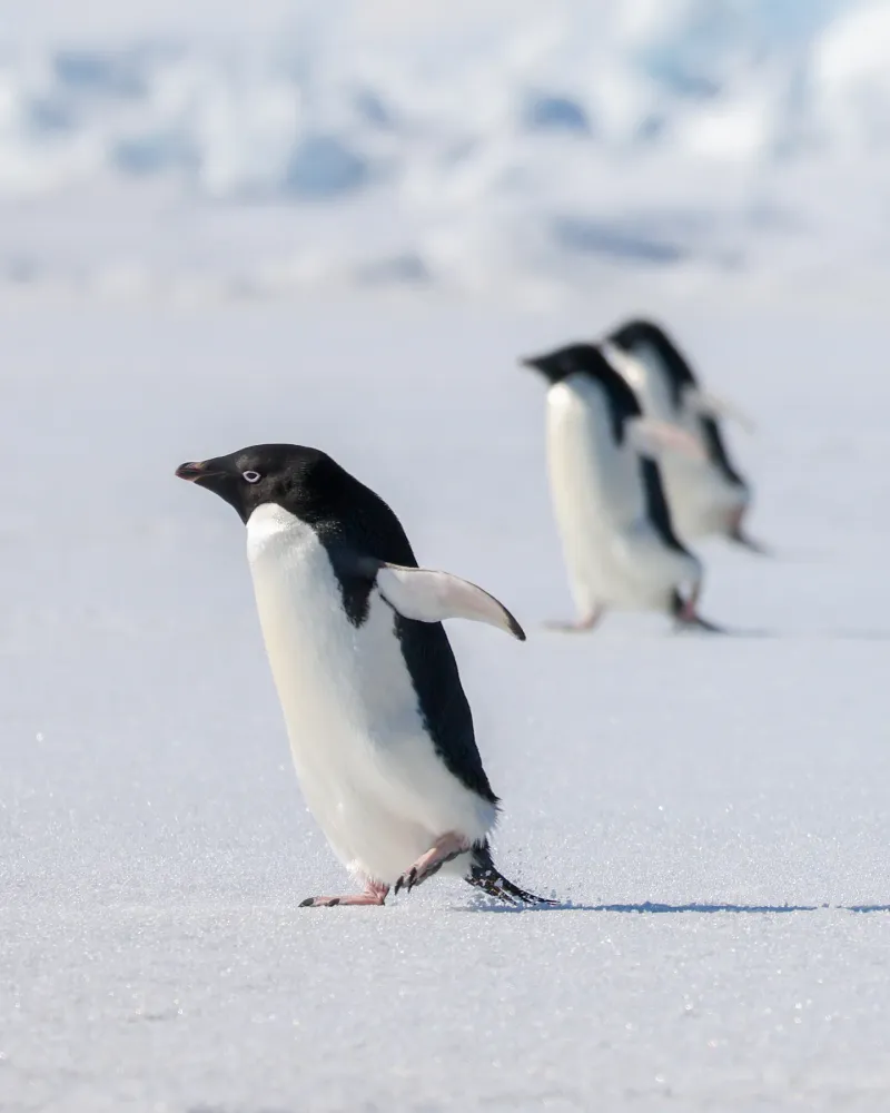 Adélie Penguin