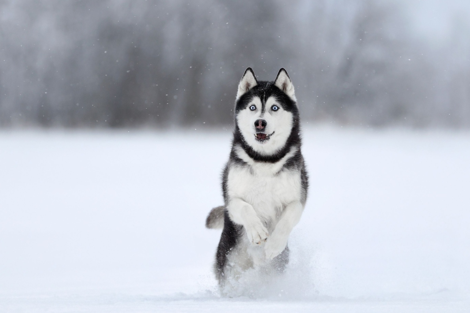 Adorable Husky