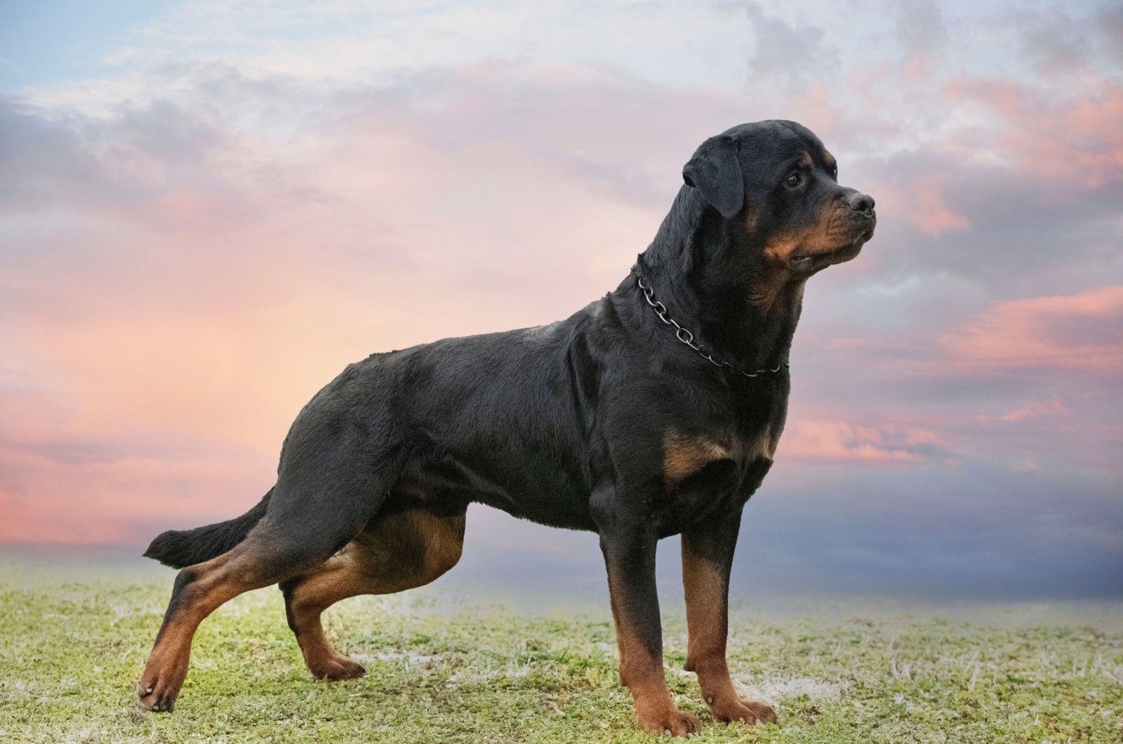 Adorable Rottweiler