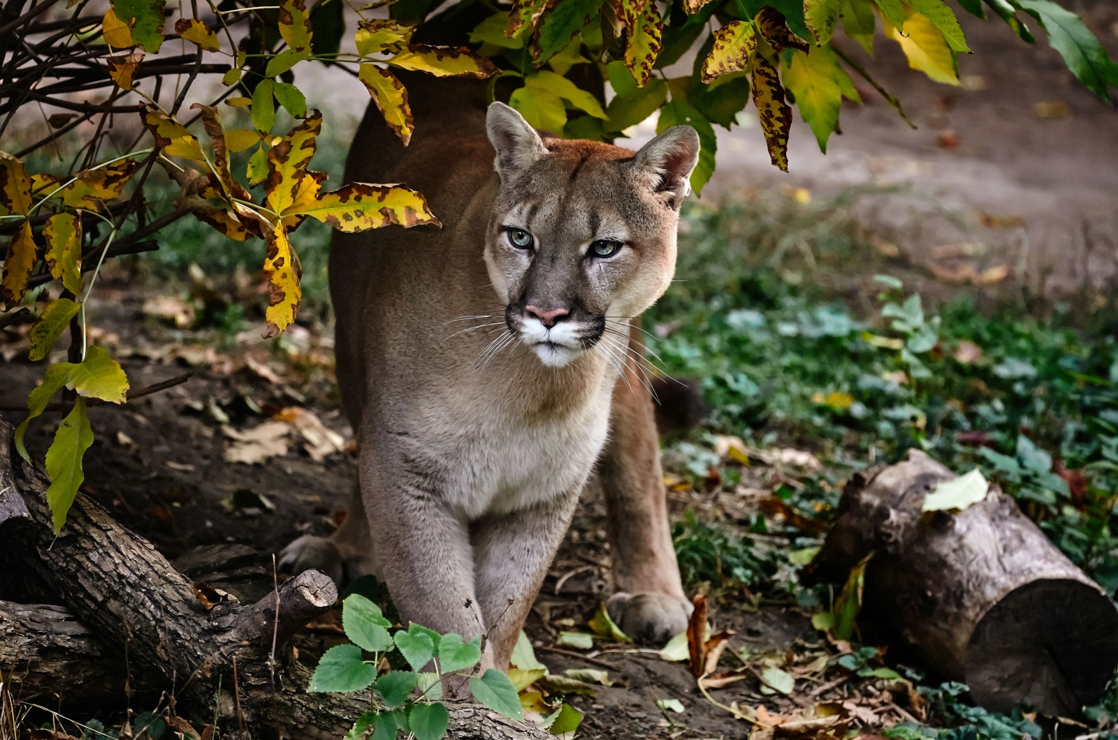 Adult Cougar