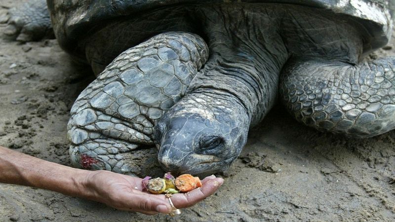 Adwaita the Aldabra Giant Tortoise