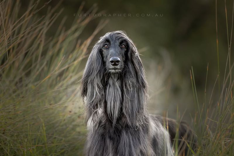 Afghan Hound