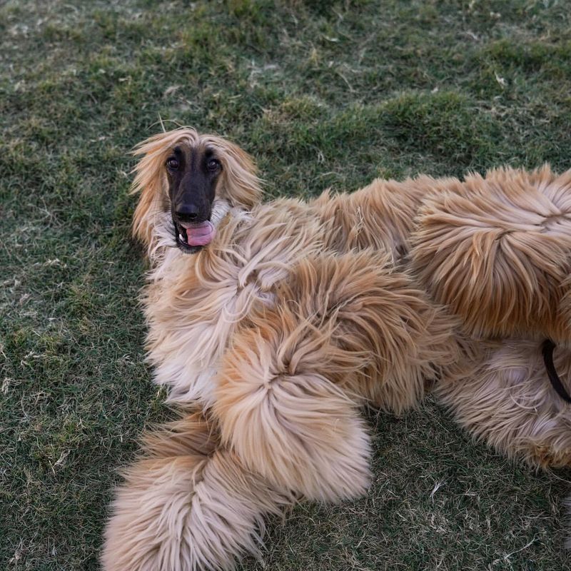 Afghan Hound