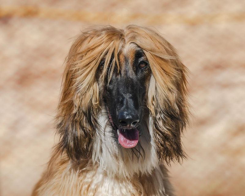 Afghan Hound