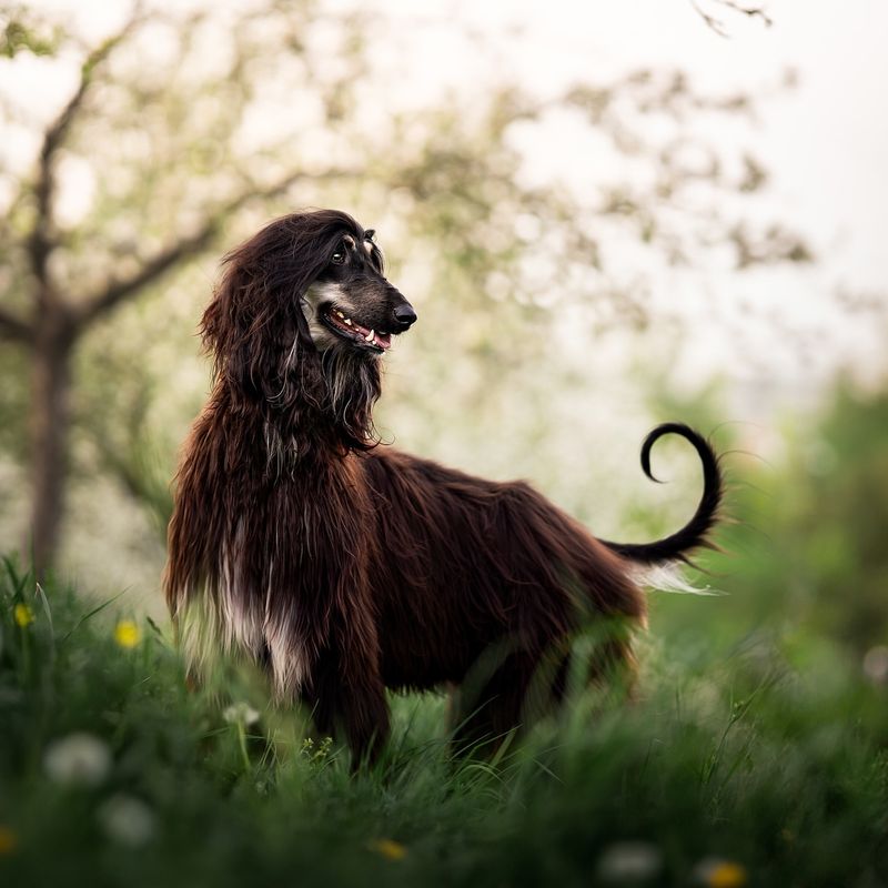 Afghan Hound