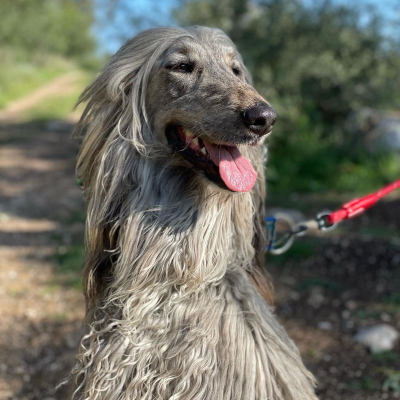 Afghan Hound