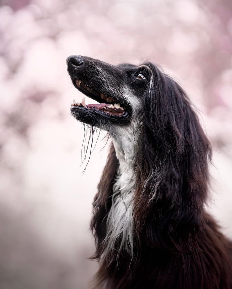 Afghan Hound