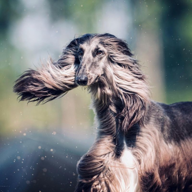 Afghan Hound