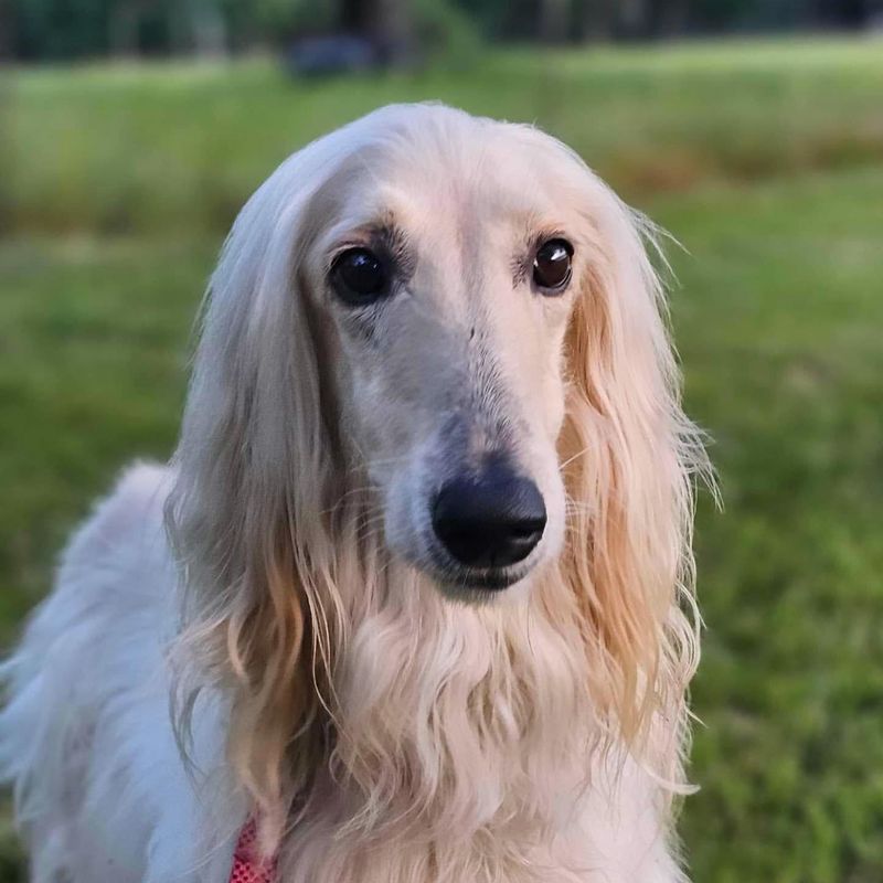 Afghan Hound