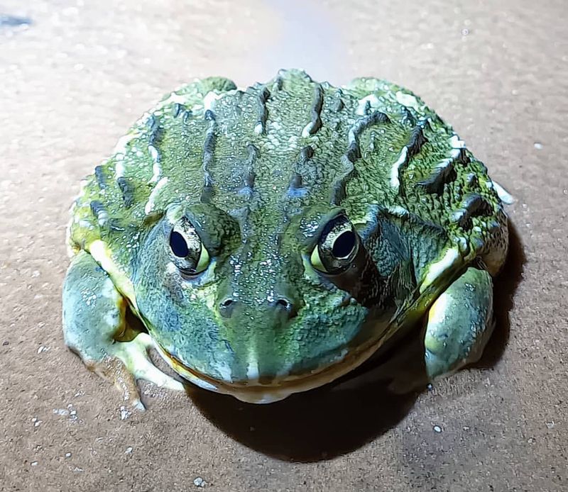 African Bullfrog