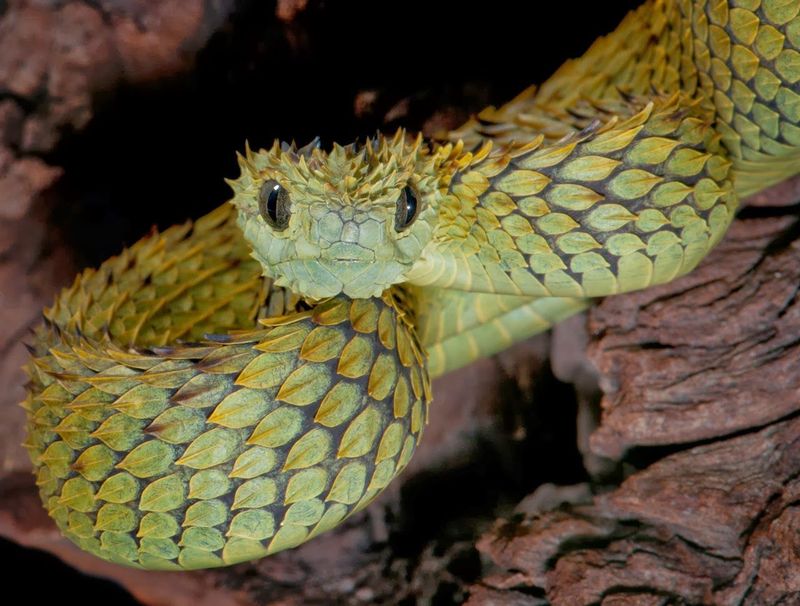 African Bush Viper