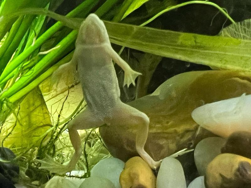 African Dwarf Frogs