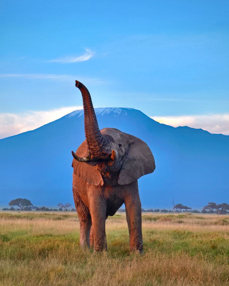 African Elephant