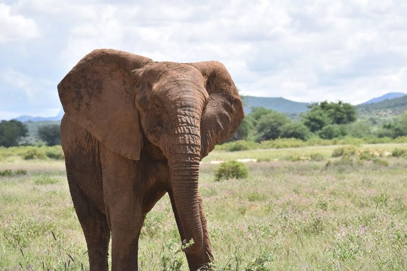 African Elephant