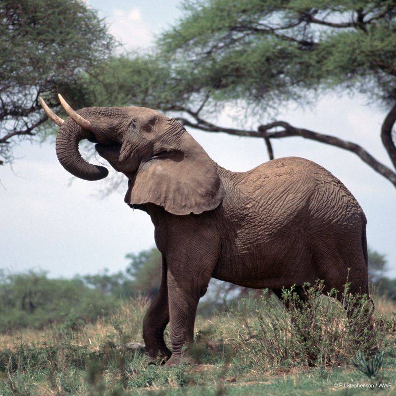 African Elephant