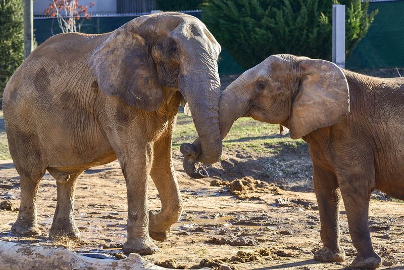 African Elephant