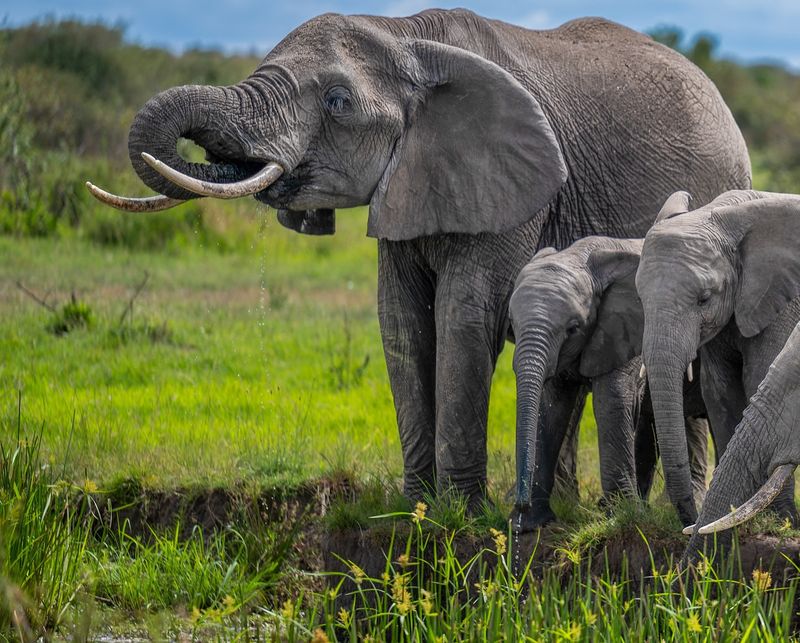 African Elephant