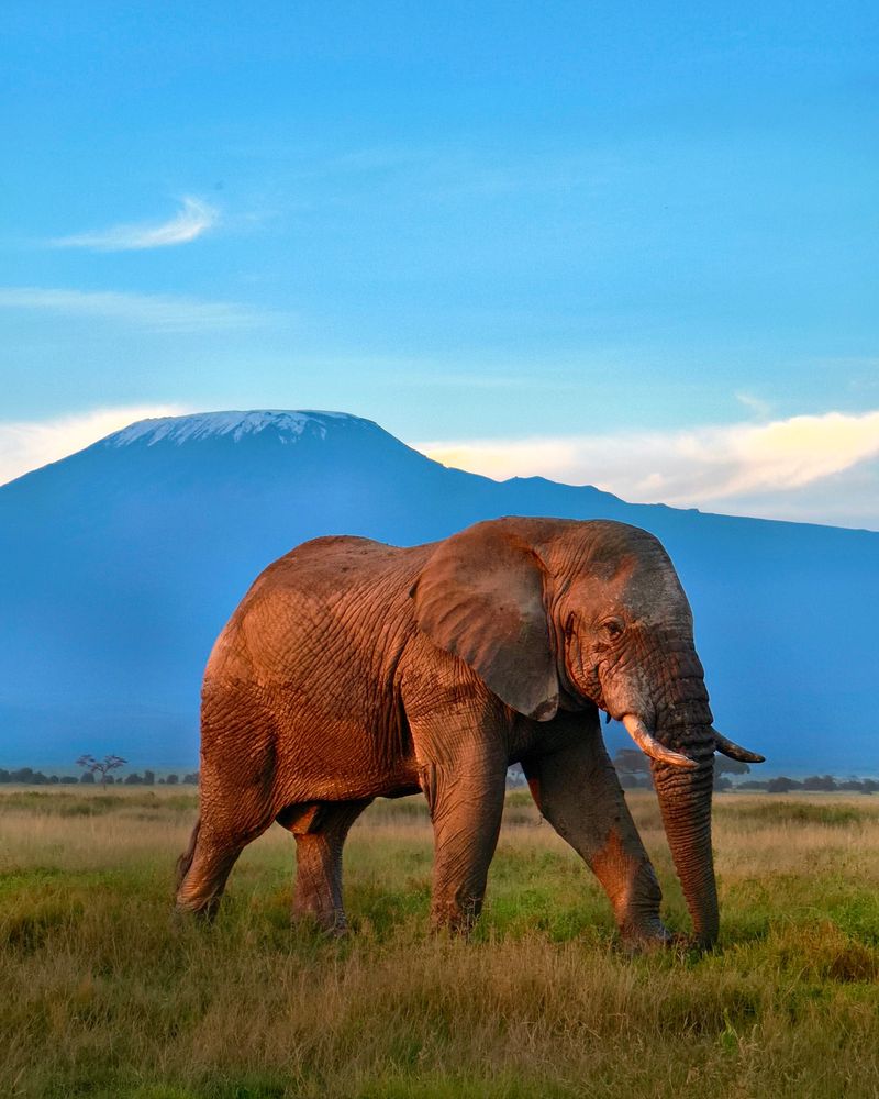 African Elephant