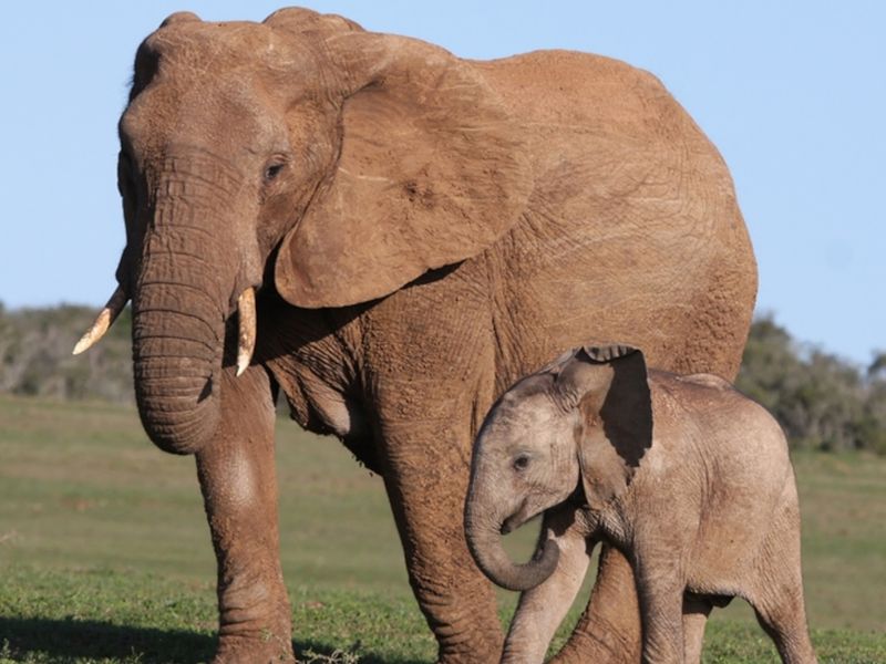 African Elephant