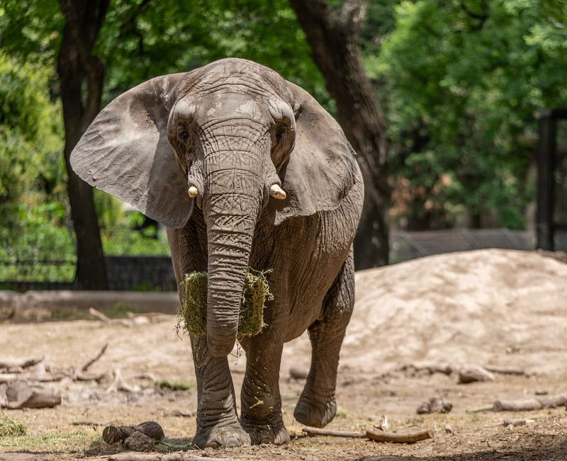 African Elephant