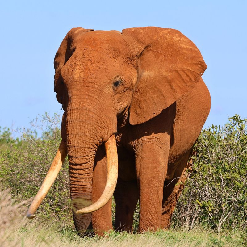 African Elephant