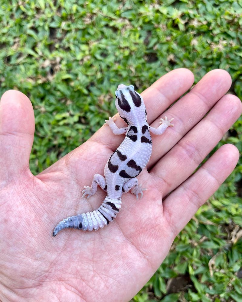 African Fat-Tailed Gecko