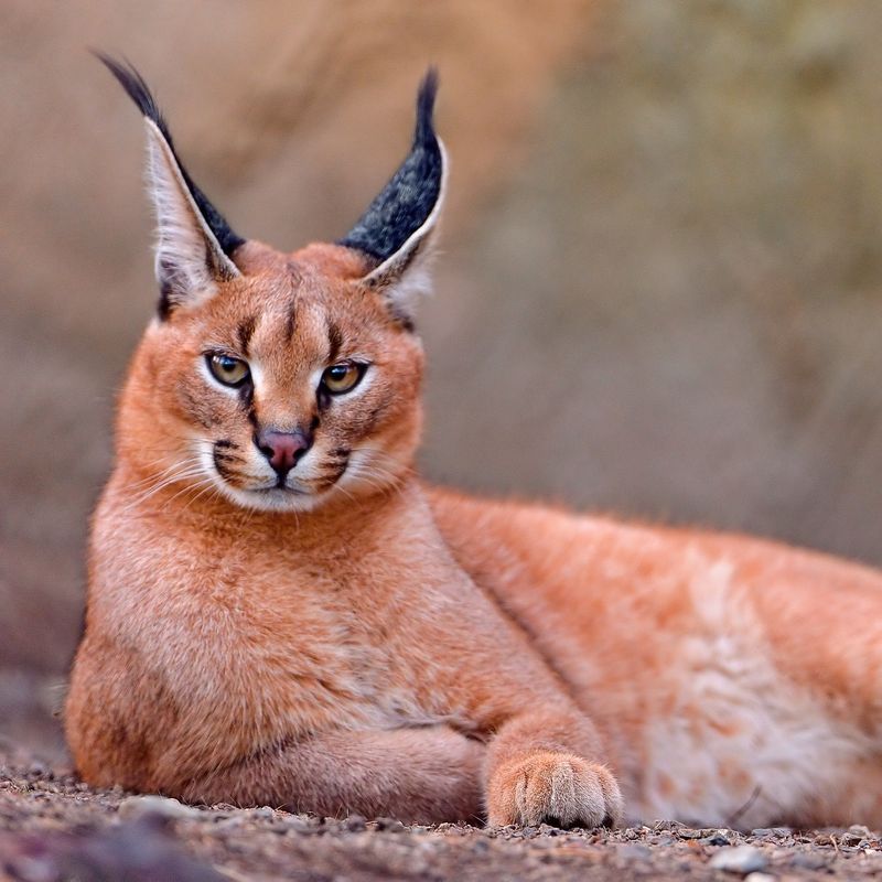 African Golden Cat (Caracal aurata)