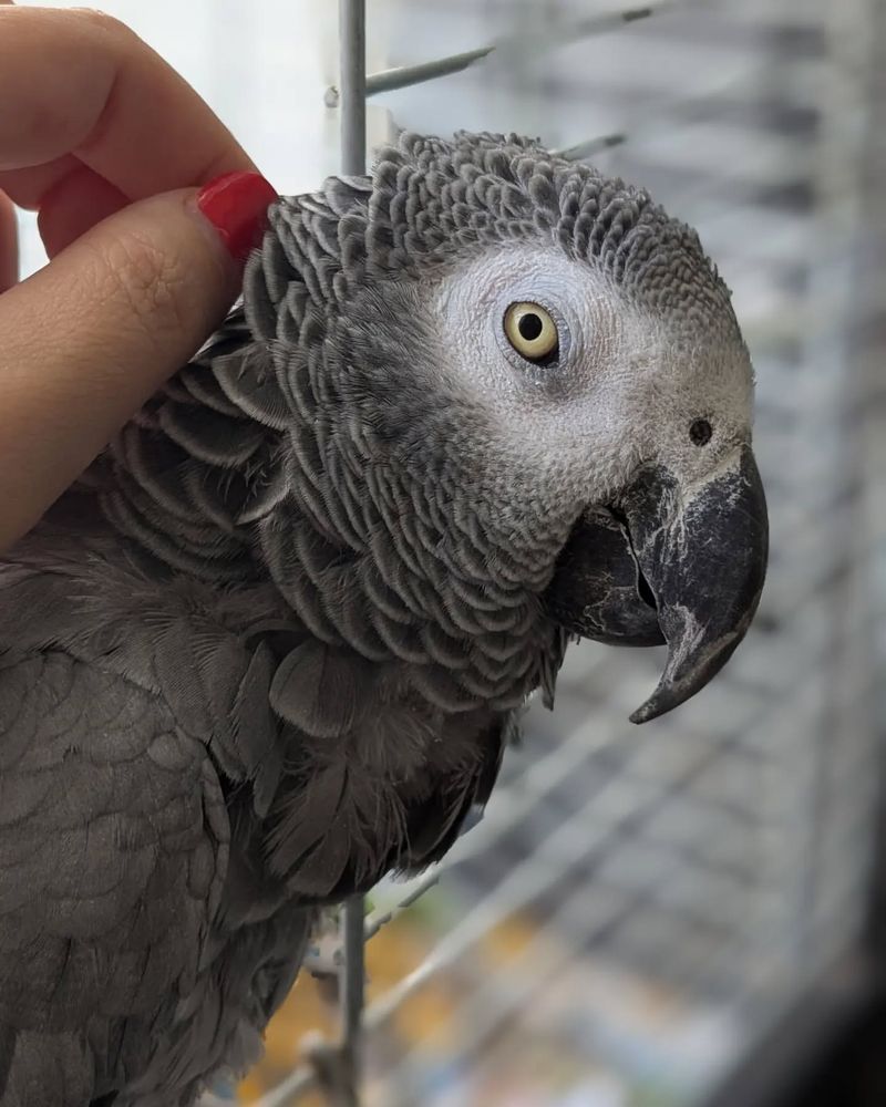 African Grey Parrot