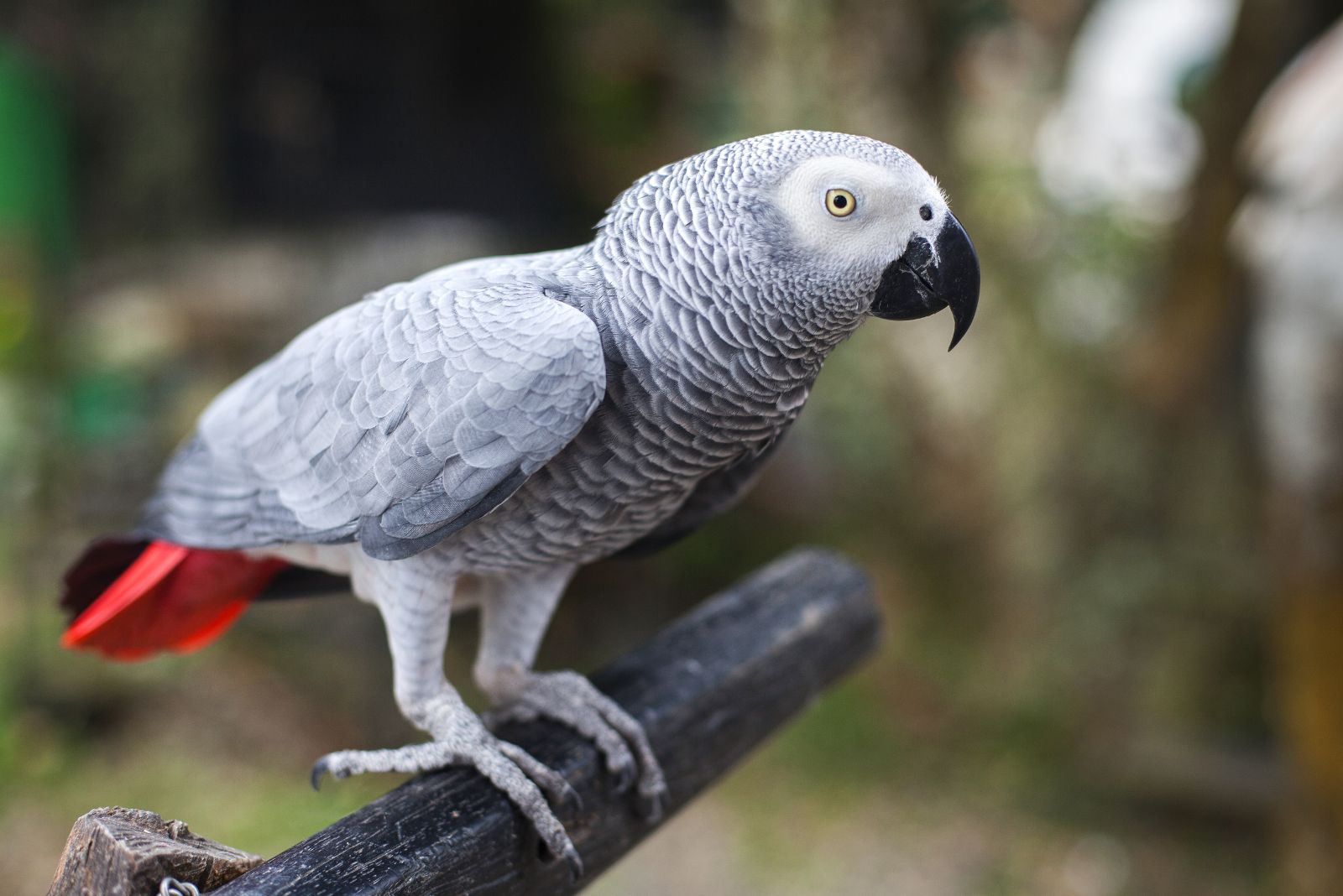 African Grey Parrot