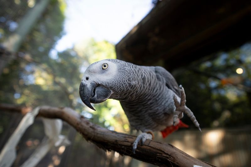 African Grey Parrots