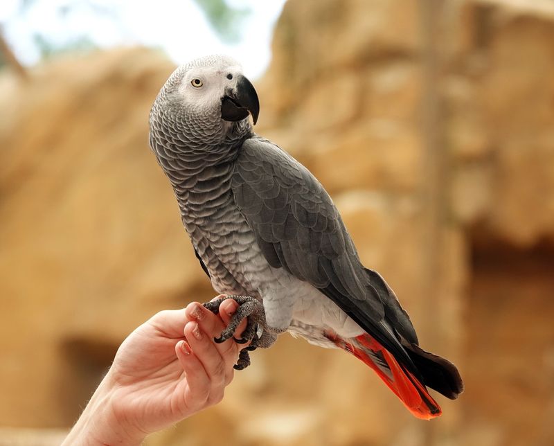 African Grey Parrots