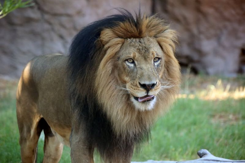 African Lion