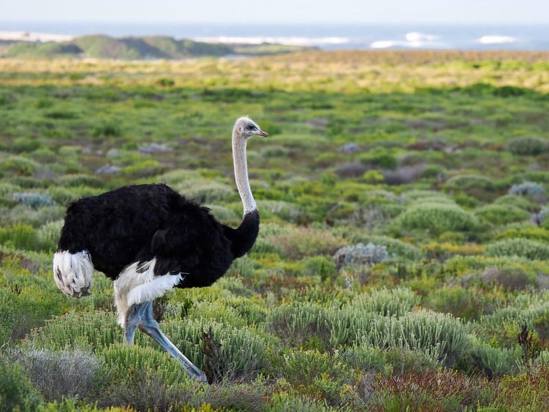 African Ostrich