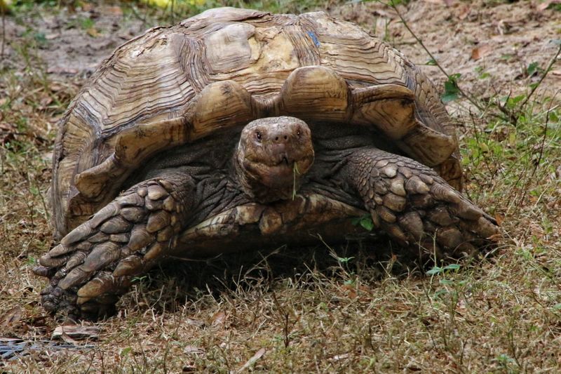 African Spurred Tortoise