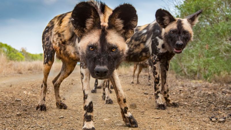 African Wild Dog