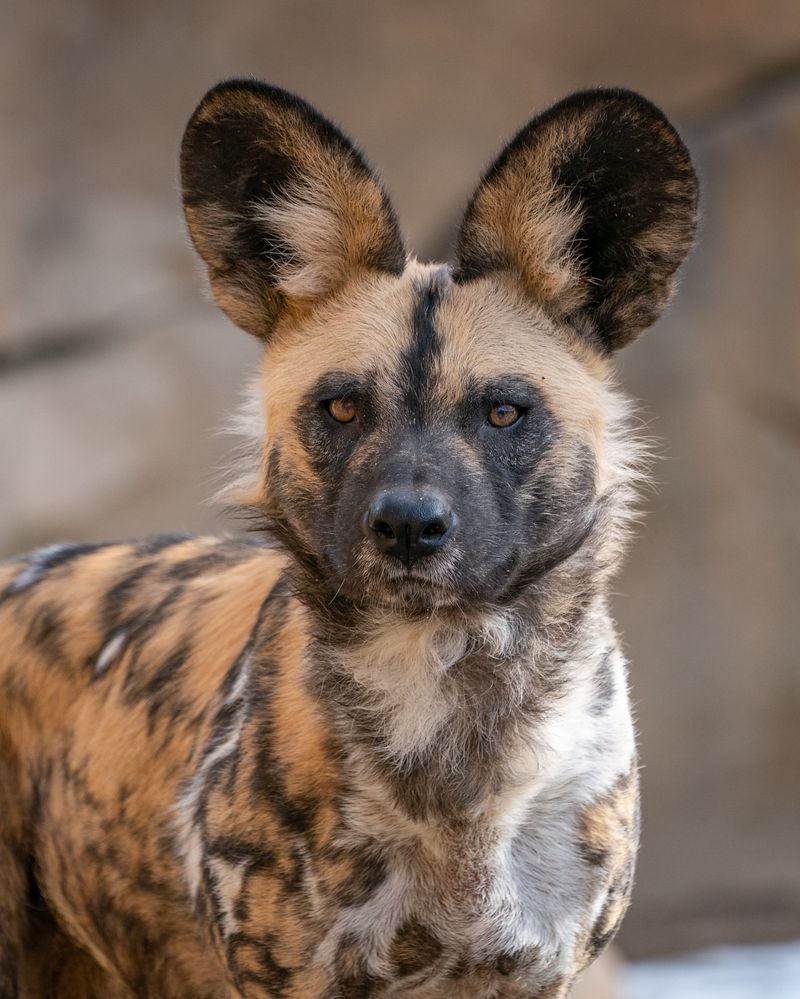 African Wild Dog